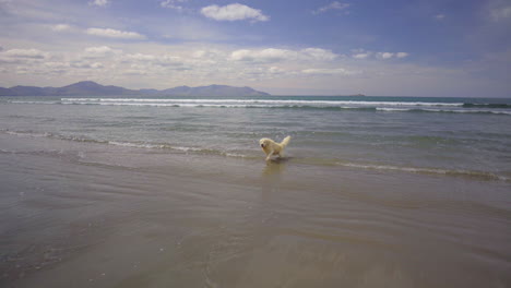 tracking follow shot of a golden retriever running in the atlantic ocean on a sandy beach in ireland in 4k