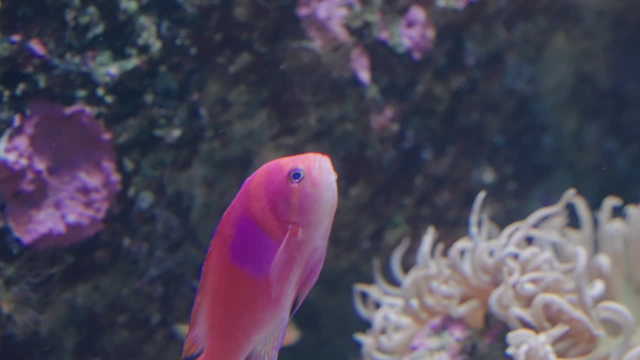 squarespot anthias nadando en el acuario sendai umino-mori en japón - primer plano