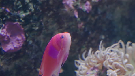 Squarespot-Anthias-Schwimmen-Im-Sendai-Umino-Mori-Aquarium-In-Japan---Nahaufnahme