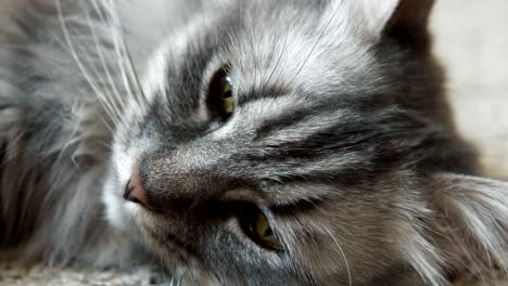 gray fluffy cat resting on the rug