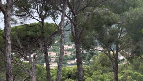 pine tree forest with luxury villas on hill at cote d‘azure in france