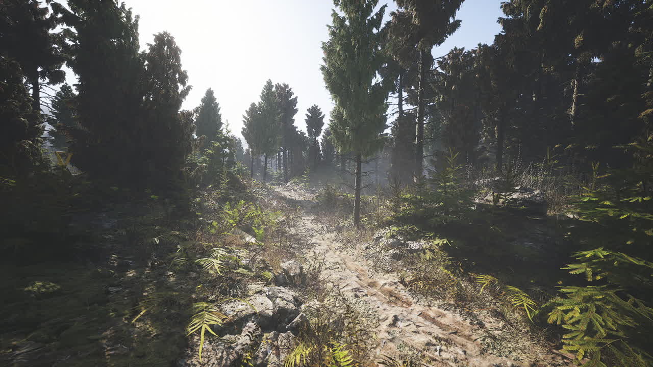 Lush forest path in finland illuminated by soft morning light