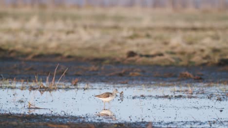 Commong-Greenshank-Alimentación-En-Humedales-Durante-La-Migración-De-Primavera