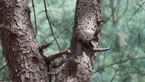 Eurasisches-Grauhörnchen---Sciurus-Vulgaris---Auf-Kiefernstamm-Im-Koreanischen-Wald