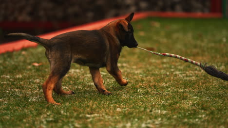 lindo cachorro jugando tira y afloja cerrar tiro exterior