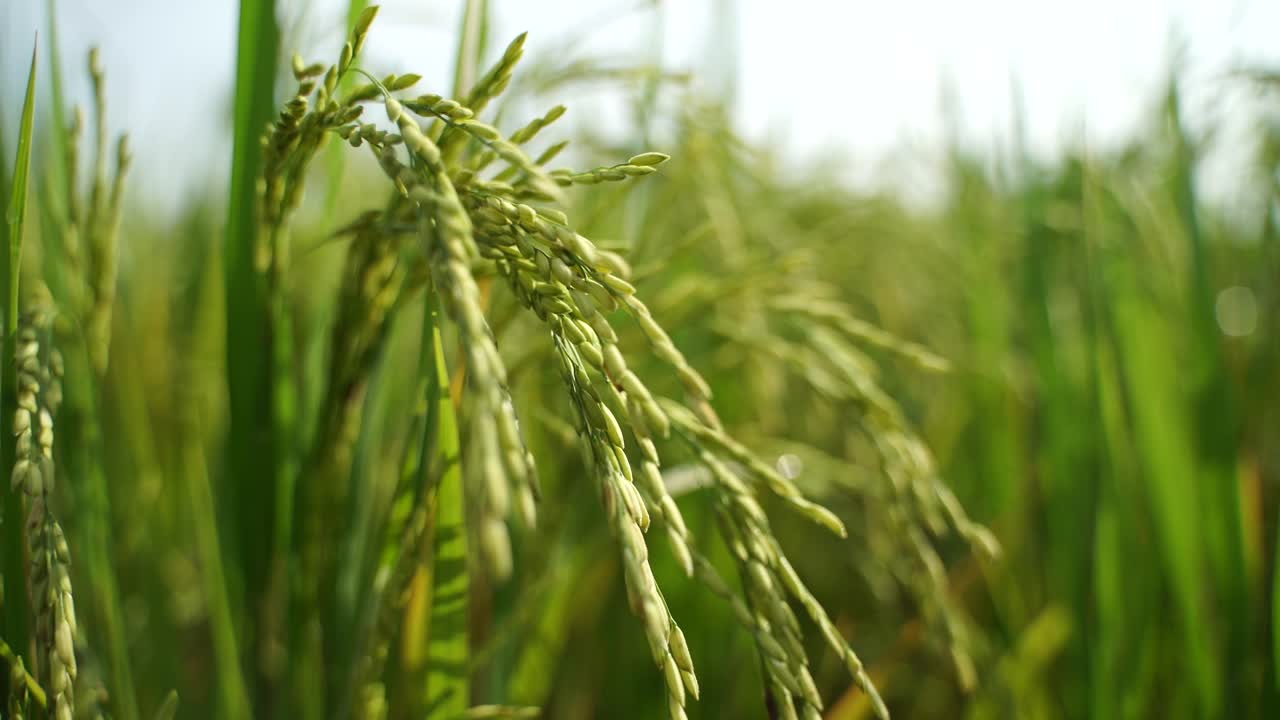 쌀은 많은 아시아 국가에서 주식입니다.