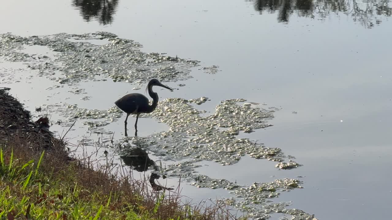 Tri-colored heron hunting along a lake shore