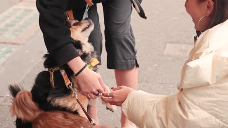 people petting dogs on a melbourne street