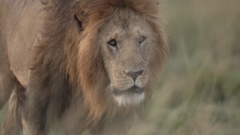 a male lion walks through the african grassland