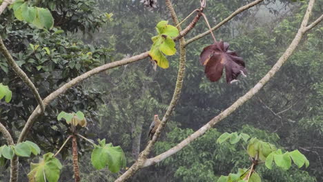 Un-Pájaro-Carpintero-De-Corona-Roja-Posado-En-Una-Rama-En-El-Monte-De-Gamboa,-Panamá