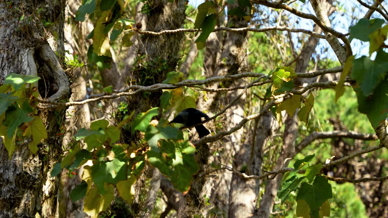 A native New Zealand tui bird hops around in a tree. Slow motion.