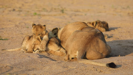 Große-Weite-Aufnahme-Eines-Winzigen-Löwenjungen,-Das-Sein-Geschwister-Umarmt-Und-Ihn-Im-Goldenen-Licht-Pflegt,-Größerer-Kruger