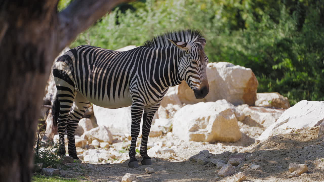 Zebra in piedi che si rilassa all'ombra di un albero nella savana, vicino a grandi rocce in una giornata di sole