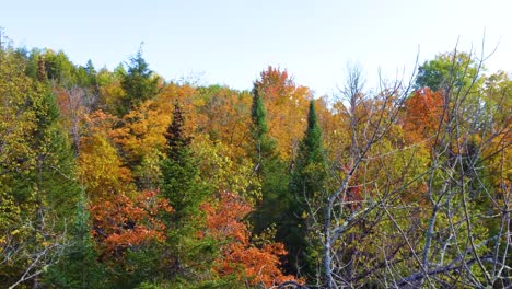 Flying-through-the-forests-mix-of-evergreens-and-leafy-trees-with-leaves-that-have-turned-orange-and-red