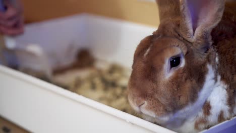 cleaning-the-cage-of-a-ginger-rabbit-with-a-shovel-and-the-cony-is-waiting-in-his-house