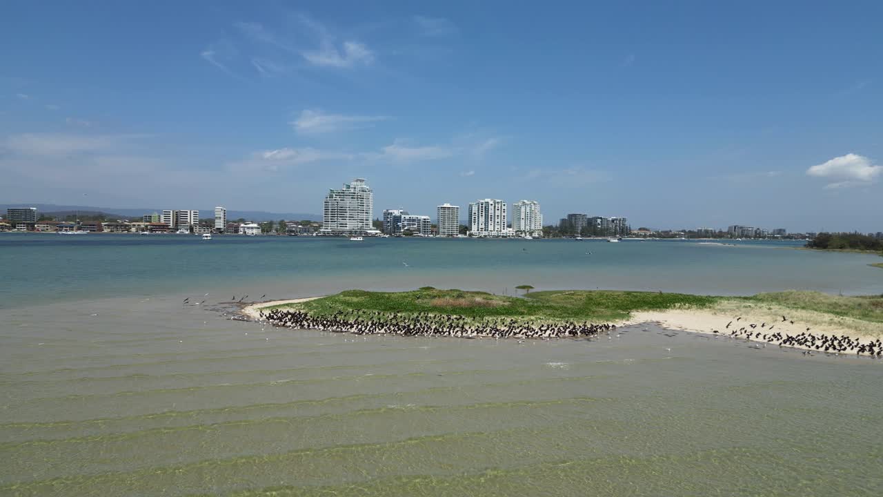 해안 도시 스카이 라인 근처 에 있는 자연 모래 섬 에서 번식 하기 위해 모이는 바다 새 들 의 무리