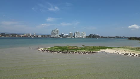 Ein-Schwarm-Seevögel-Versammelt-Sich-Zum-Brüten-Auf-Einer-Natürlichen-Sandinsel-In-Der-Nähe-Der-Skyline-Einer-Küstenstadt