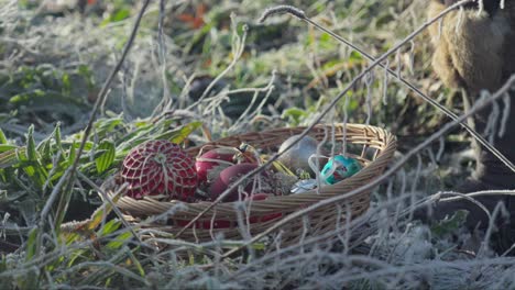 picking golden christmas decoration from weaving willow basket in cold sunny winters day