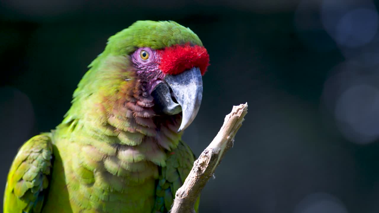 primer plano de un hermoso guacamayo de frente roja contra un fondo oscuro
