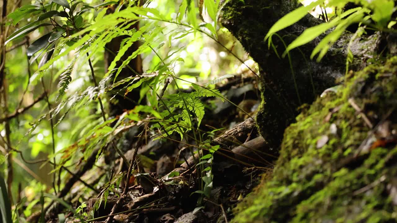 Lush green ferns and moss-covered trees in a tranquil forest setting with soft natural lighting