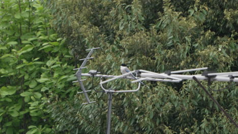 azure-winged magpie perch on antenna with tree foliage at background in tokyo, japan