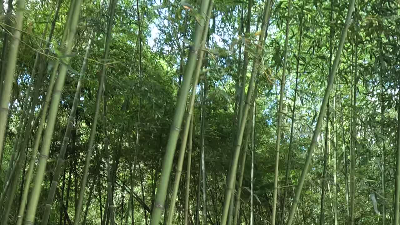 울창 한 대나무 숲 을 가로질러 평화롭게 산책 하는 것