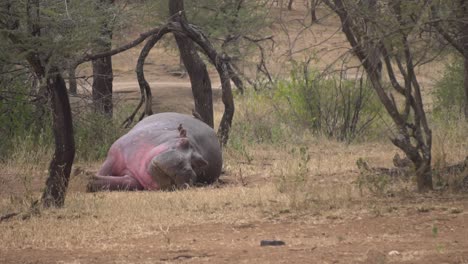 Typical Everyday Behavior of Hippopotamus aka Hippo, Sleeping on Ground on Evening. Bird Landing on His Body. Tanzania, Africa