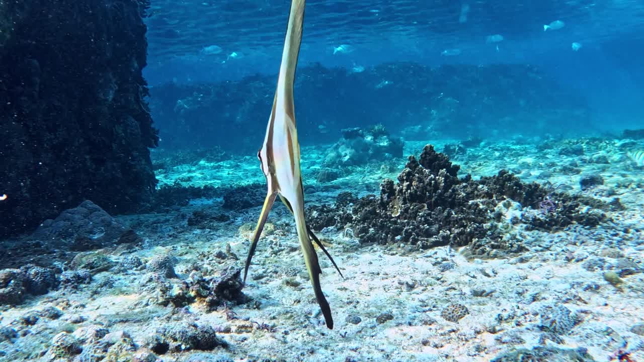 cerca de teira batfish peces nadando en aguas tropicales de color azul claro
