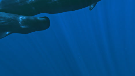 Underwater-view-of-humpback-whale-swimming-very-close-to-the-camera-and-waving-its-pectoral-fin-and-tail,-swimming-with-whales-on-vacation