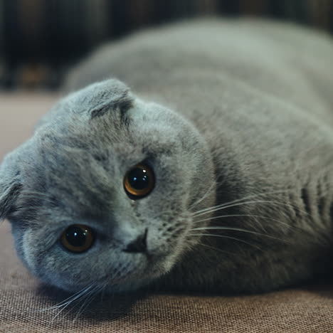 very beautiful british cat is lying on the sofa at home. concept of pets.