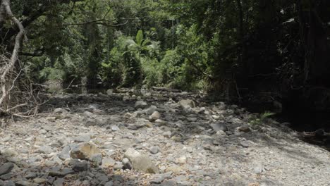 Tropischer-Dschungel-Des-Daintree-nationalparks-In-Cape-Tribulation,-Queensland,-Australien