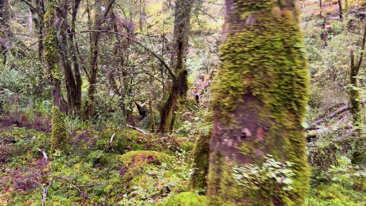 Camera glides through lush, moss-covered forest with soft daylight and gentle, steady movement