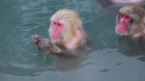 Monkey-Onsen,-Video-Aufgenommen-In-Hakodate---Februar-2019-Nahaufnahme-Von-2-Affen,-Die-Sich-In-Der-Heißen-Quelle-Amüsieren-Und-Sich-Am-Auge-Kratzen