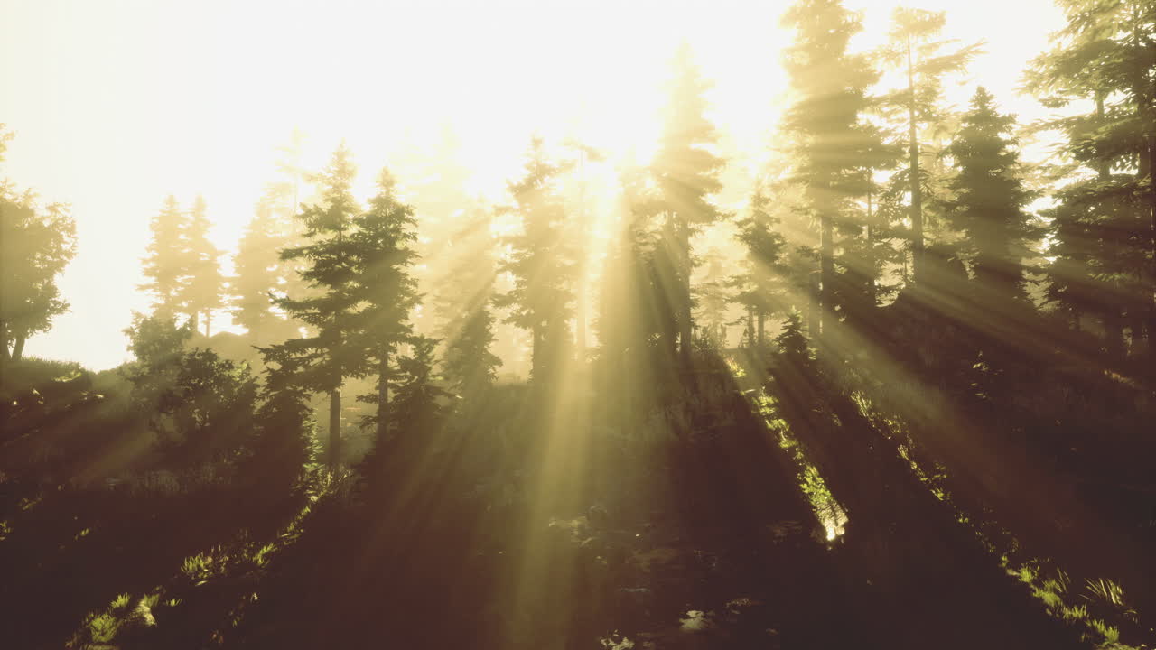 Golden sunlight filters through dense forest trees at dawn