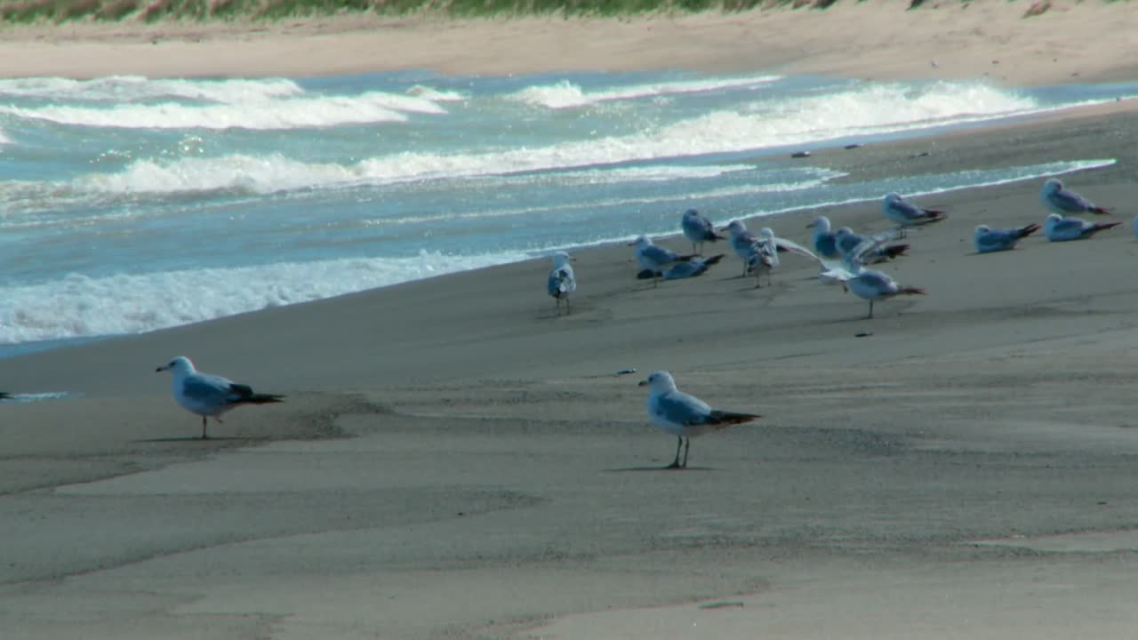 Seagulls on a sandy beach with ocean waves