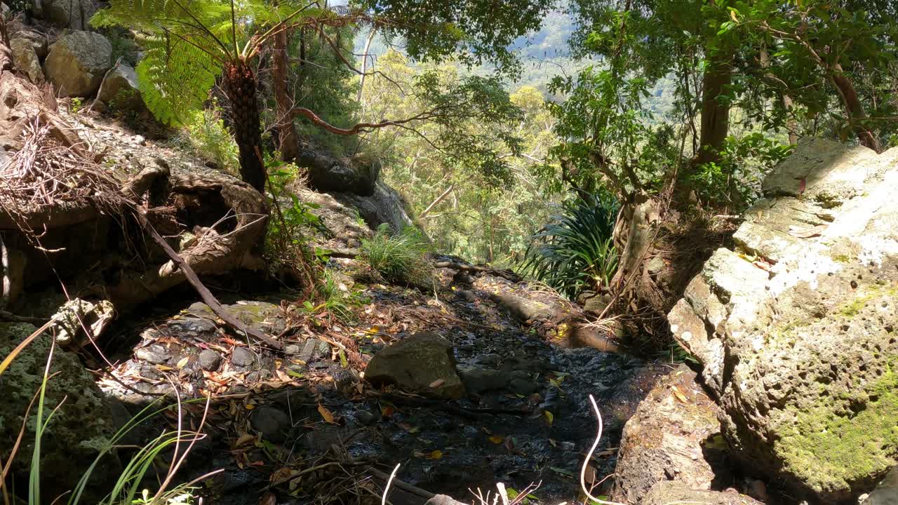 다양한 숲을 가로질러 꾸준히 산책합니다.