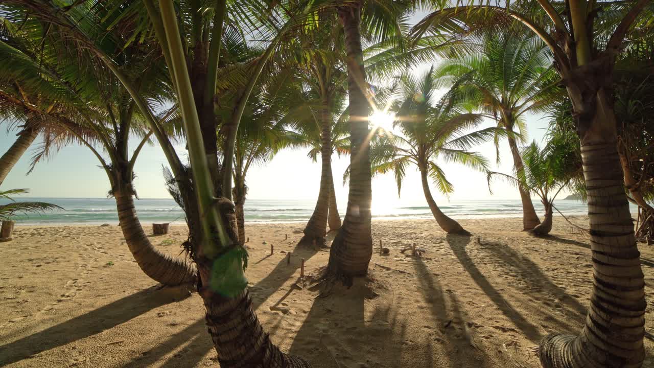 Beautiful coconut palm trees on the beach Phuket Thailand Palms trees frame at Sunset or sunrise sky background Palms grove on the beach with Blue sky Summer landscape background