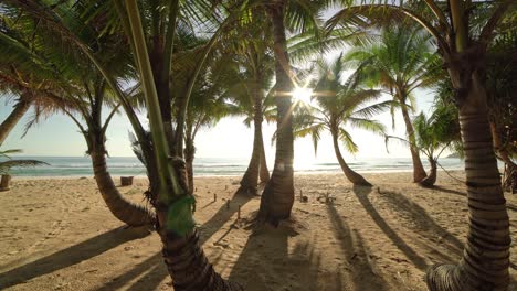 beautiful coconut palm trees on the beach phuket thailand palms trees frame at sunset or sunrise sky background palms grove on the beach with blue sky summer landscape background