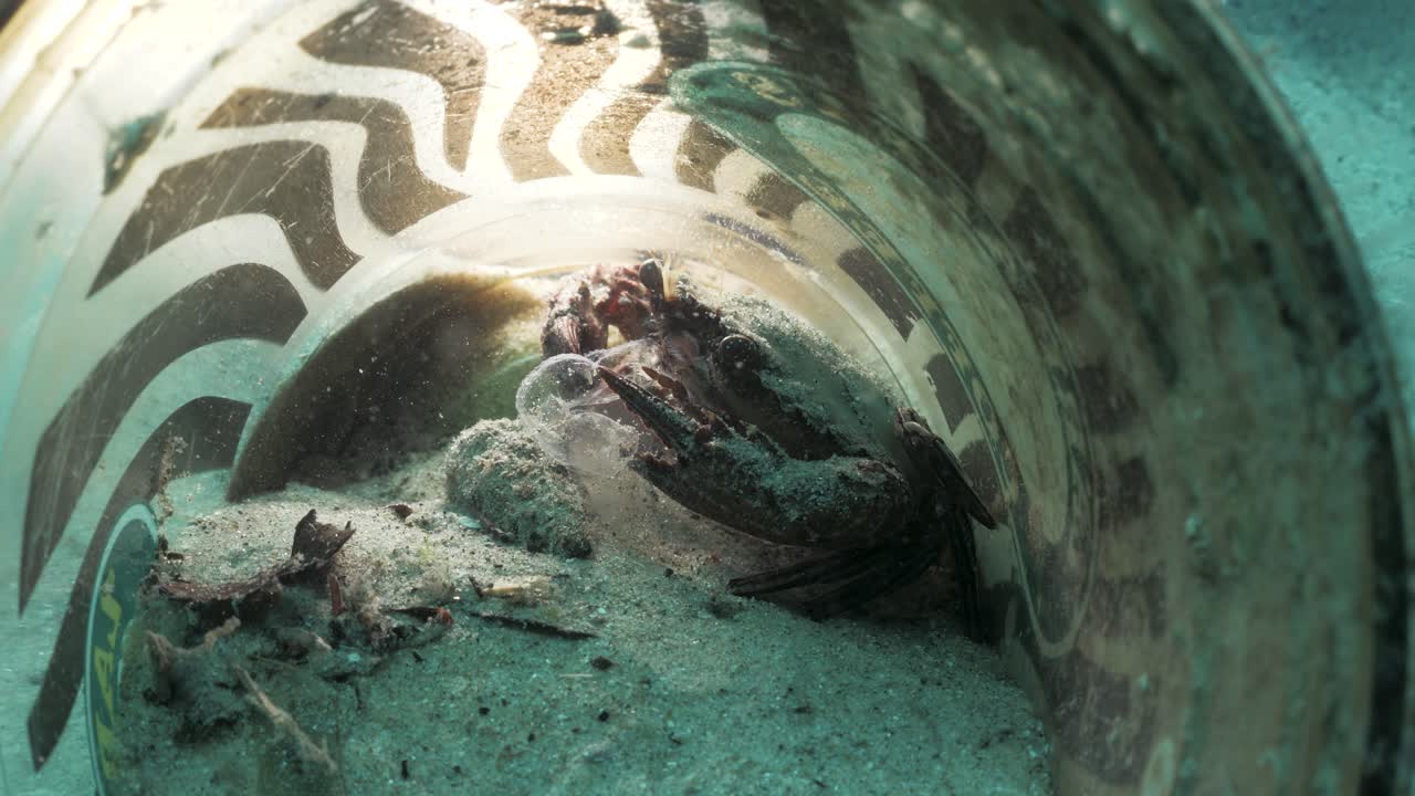 un video macro submarino de un pequeño cangrejo que vive dentro de una taza de café desechada en el fondo del océano comiendo parte de una medusa venenosa