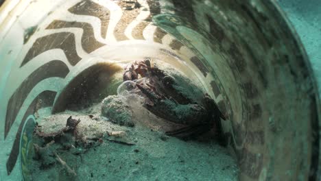 A-underwater-macro-video-of-a-small-crab-living-inside-a-discarded-coffee-cup-on-the-ocean-floor-eating-part-of-a-poisonous-jellyfish