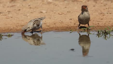flock of house sparrows (passer domesticus) drinking water from a spring in the desert