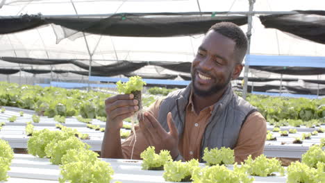 smiling farmer inspecting hydroponic lettuce plants in greenhouse, enjoying work