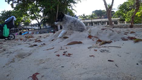 the dog lies on the sand under the rays of the sun