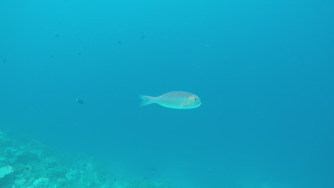 몰디브의 암초 옆에서 푸른 바다에서 헤엄치는 단일 물고기