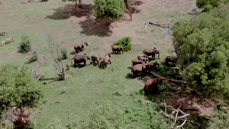 Luftdrohnenstock-Footafe-Elefanten,-Die-Durch-Grasende-Bäume-Im-Tsavo-Nationalpark-Laufen