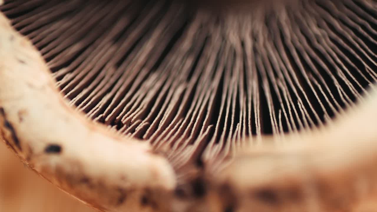 Close-up of a mushroom gills