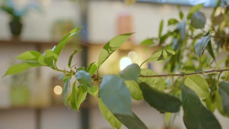 centrándose en el follaje verde a través de estantes de pared con plantas ornamentales en maceta
