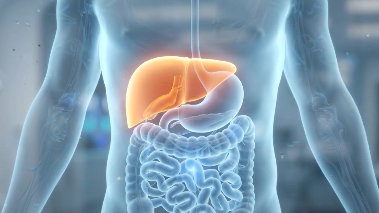 Holographic 3D Model of Human Liver in Medical Laboratory
