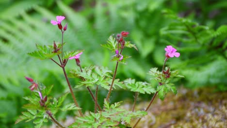 Small-wood-cranesbill-shaking-in-light-wind-at-green-forest-area