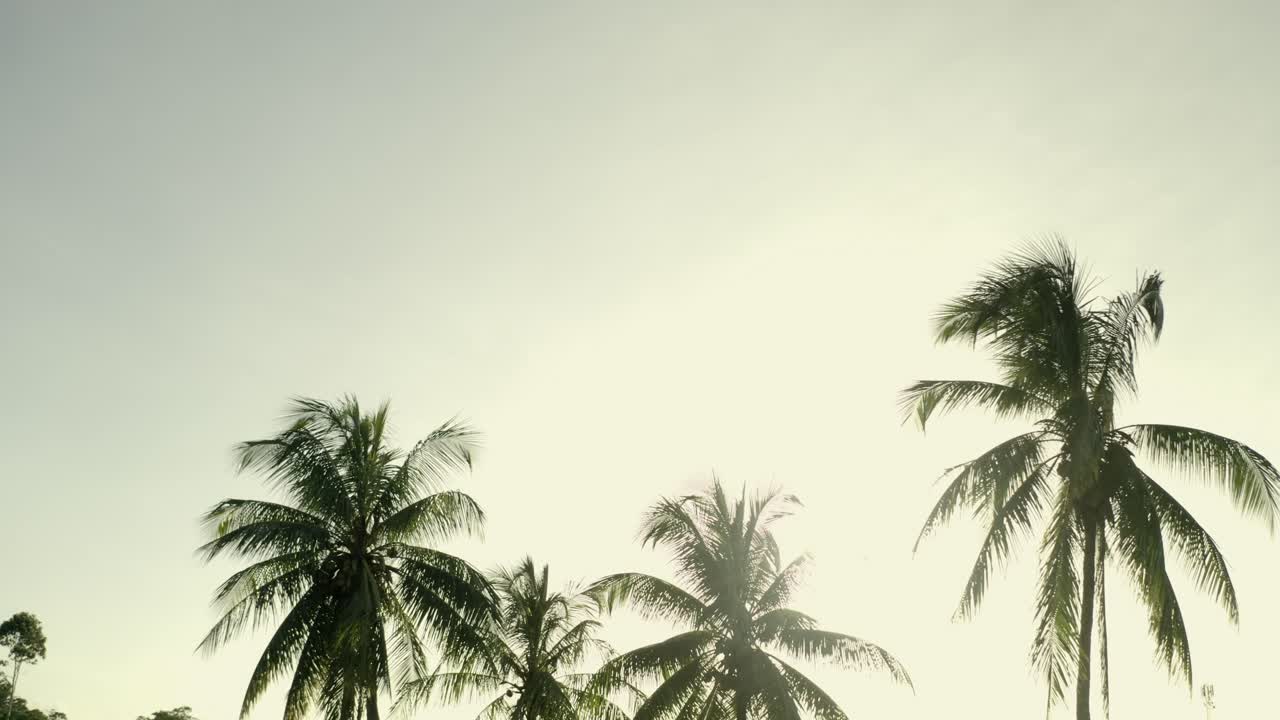 Sun flickering through coconut tree palms in tropical rainforest sunset, camera pan
